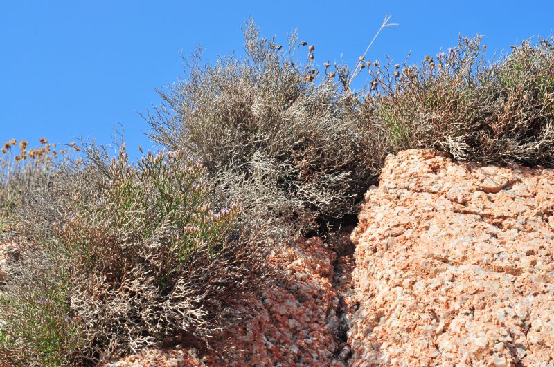 Limonium contortirameum